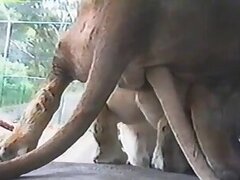 Japanese animal tube